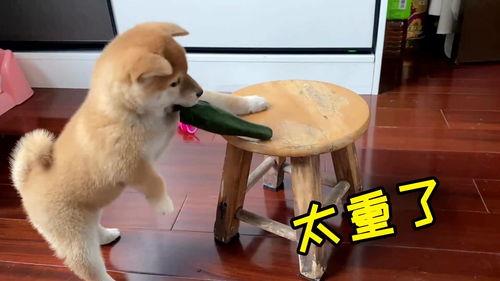带你吃瓜狗子的搞笑视频,带你领略欢乐瞬间