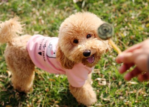 泰迪狗可以吃沙白瓜吗视频,美味还是禁忌？