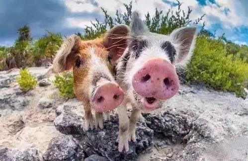 小猪吃瓜吐籽视频播放下载,萌趣瞬间，瓜籽纷飞