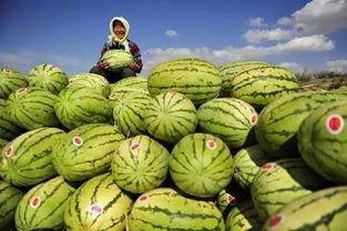 外国人吃硒砂瓜视频,惊艳味蕾直呼过瘾！