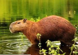 水豚吃瓜记视频,水豚欢乐吃瓜大作战