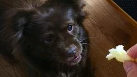 狗子吃瓜素材高清视频下载,萌宠瞬间，萌态可掬