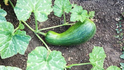 瓠瓜怎么烧着吃最好吃视频,家常美味，营养满分