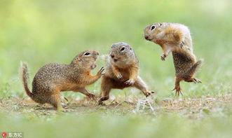 吃瓜群众打鼠视频,一场趣味横生的网络奇观